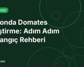 Balkonda domates yetiştirme için saksıda büyüyen domates rehberi kapak görseli